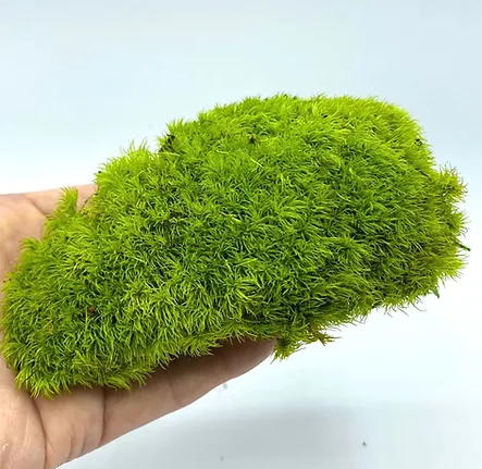 アラハオキナゴケ ライトグリーン