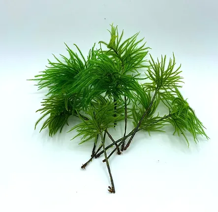 コウヤノマンネングサ