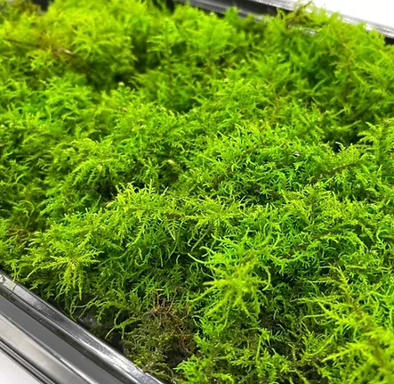 ホンシノブゴケ