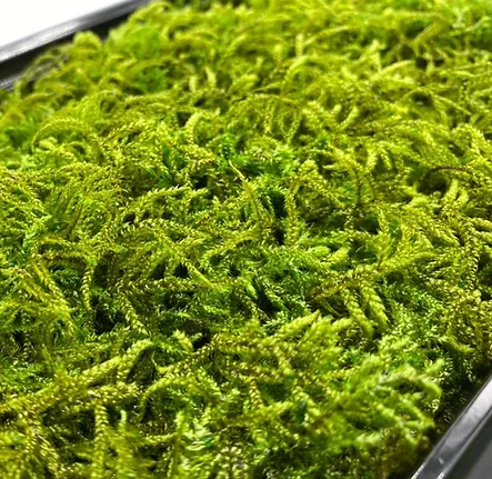 ミヤマリュウビゴケ