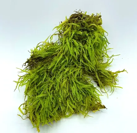 オオサナダゴケモドキ