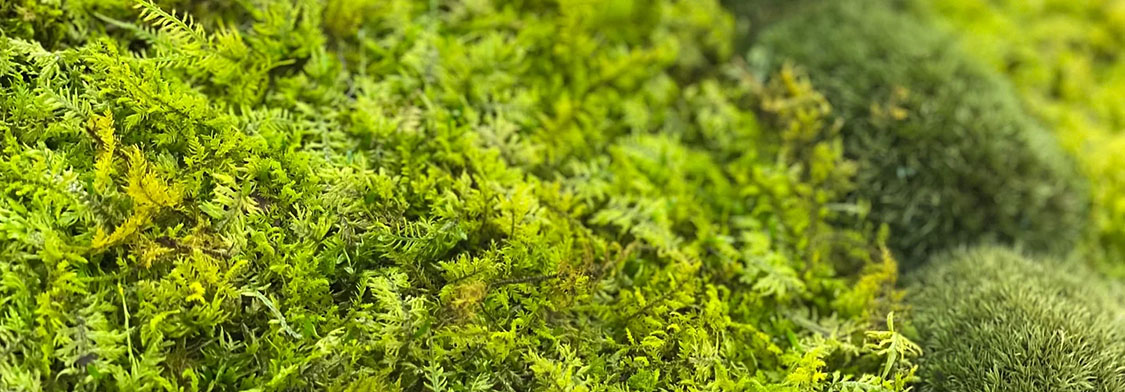 生苔の潤いと色をそのまま！モスチャー