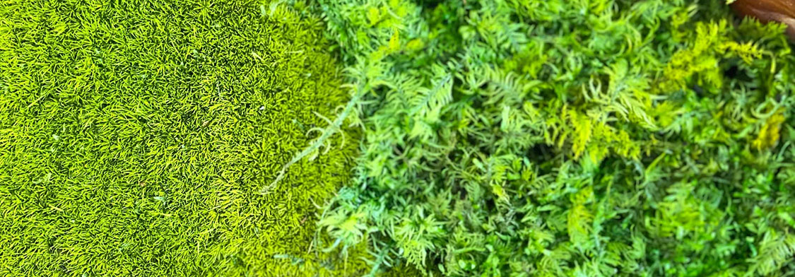 苔アートを長く楽しめる！モスチャー