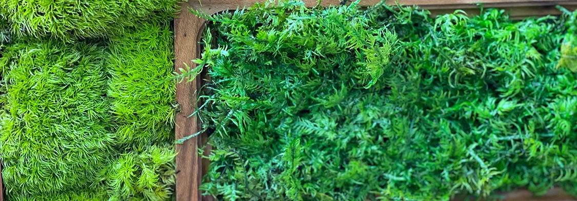 お手入れ不要の苔アート！モスチャー