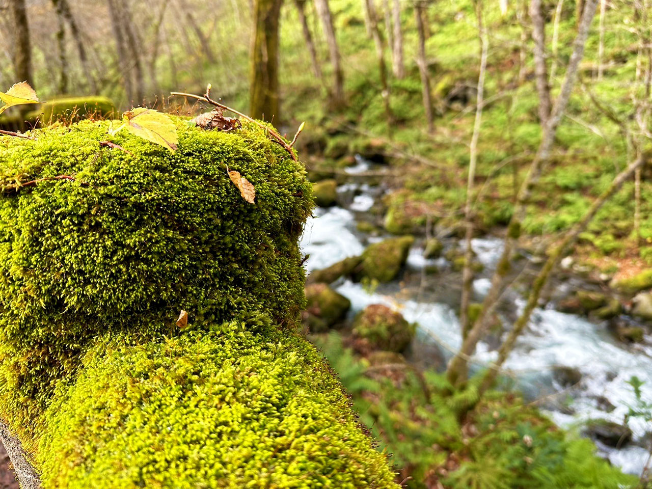 奥入瀬渓流ホテル 苔アート制作 山縣健志