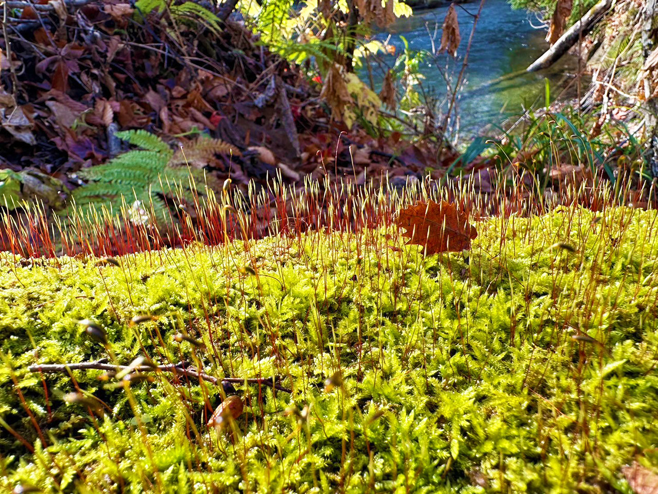 奥入瀬渓流ホテル 苔アート制作 山縣健志