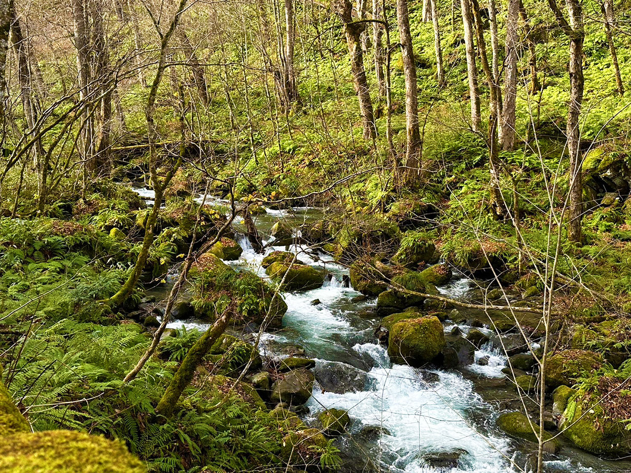 奥入瀬渓流ホテル 苔アート制作 山縣健志